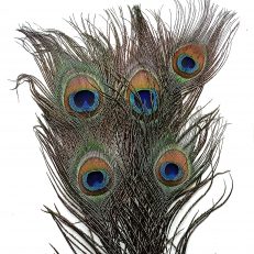 Plumes de Paon naturelles et véritables 20-30 cm
