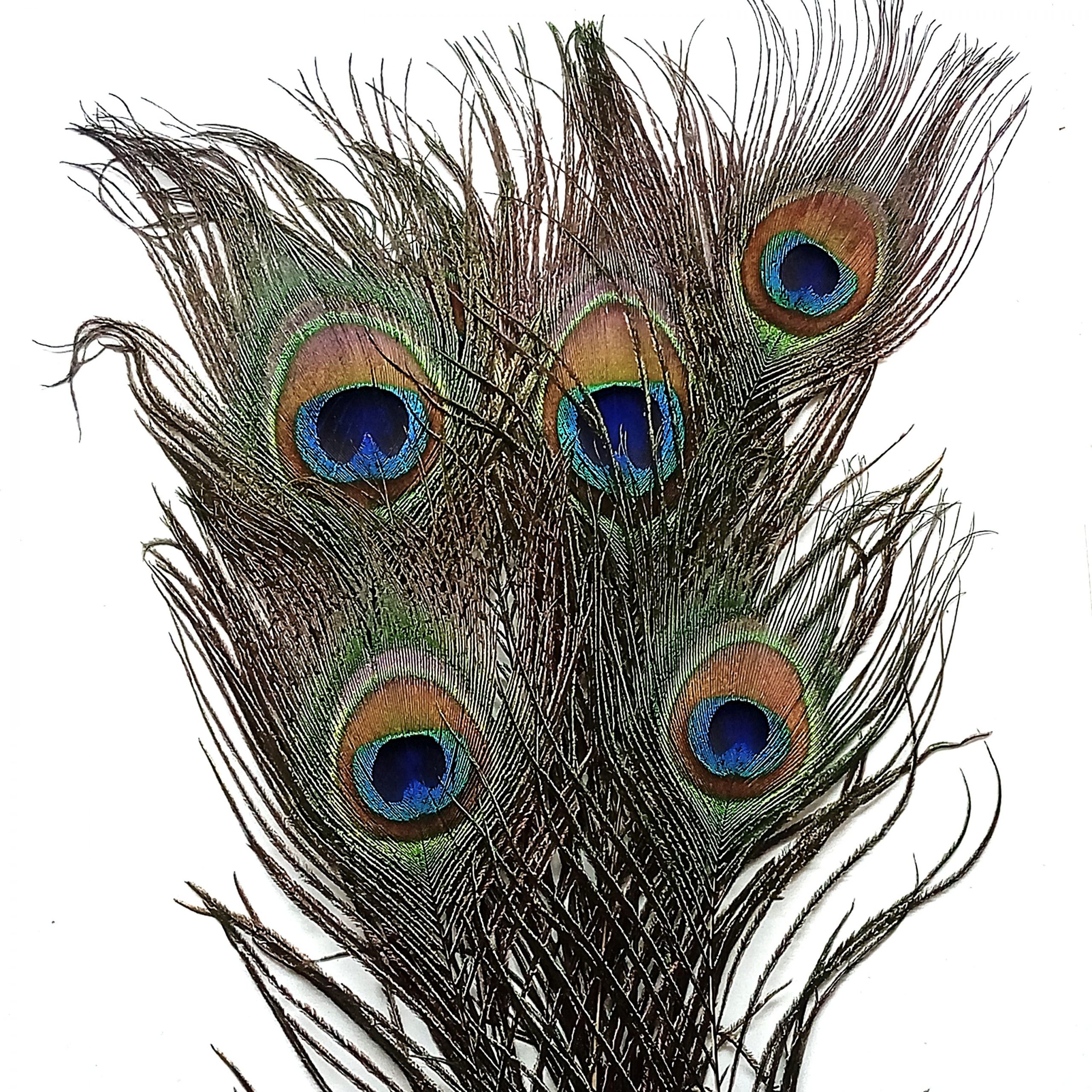 Plumes de Paon naturelles et véritables 20-30 cm