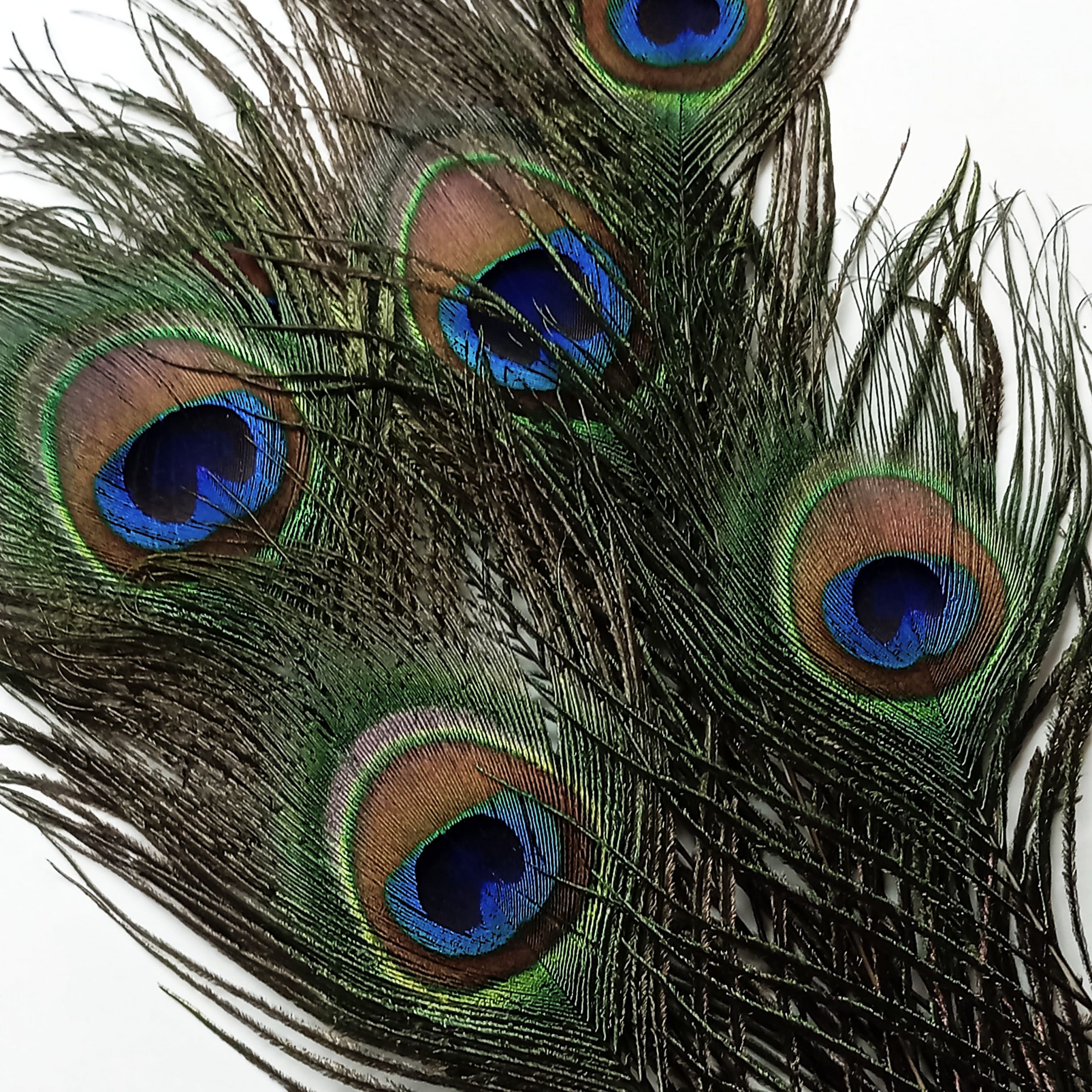 Plumes de Paon naturelles et véritables 20-30 cm – Image 11