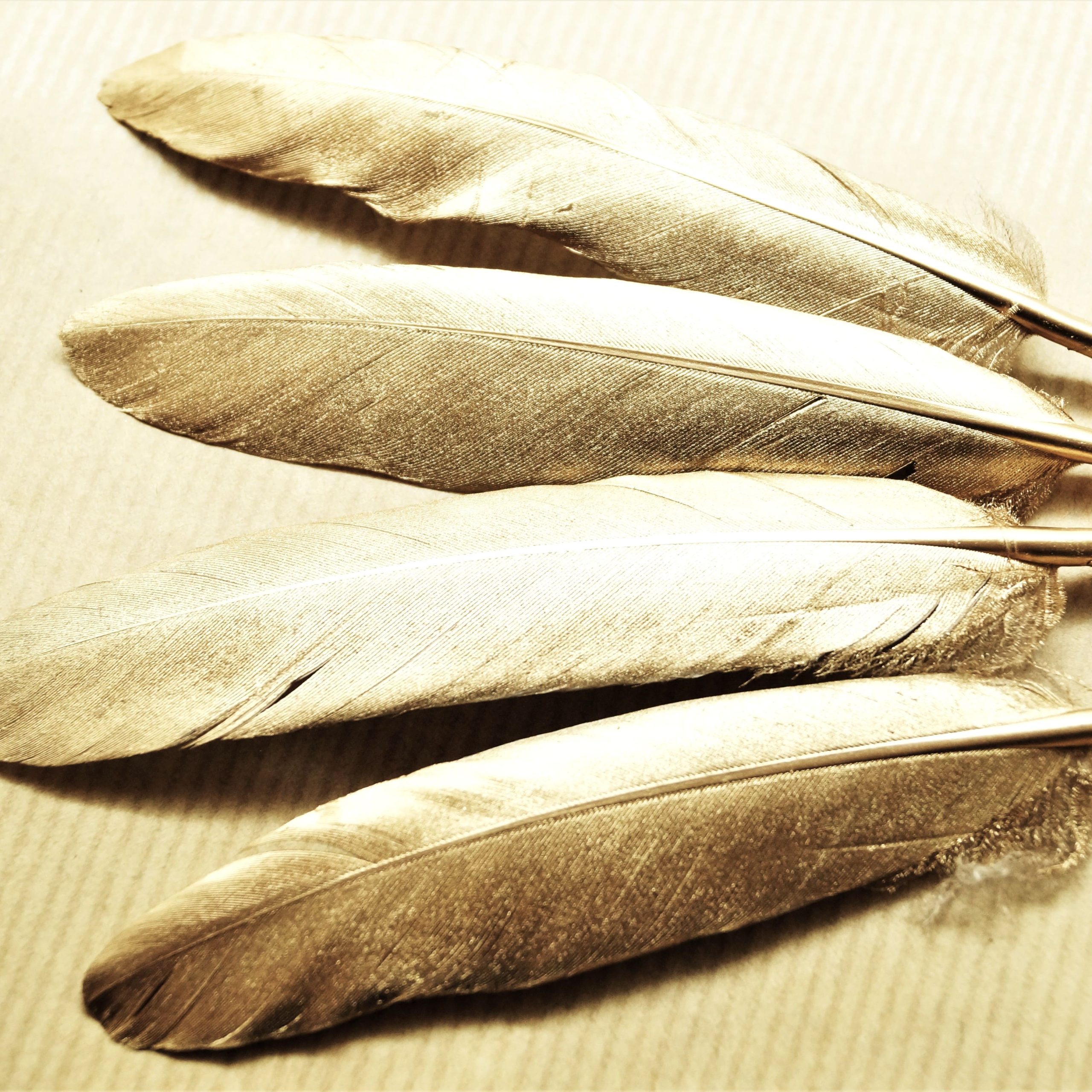 Plumes naturelles de canard argentées ou dorées 10 à 15 cm par lot de 10 – Image 5