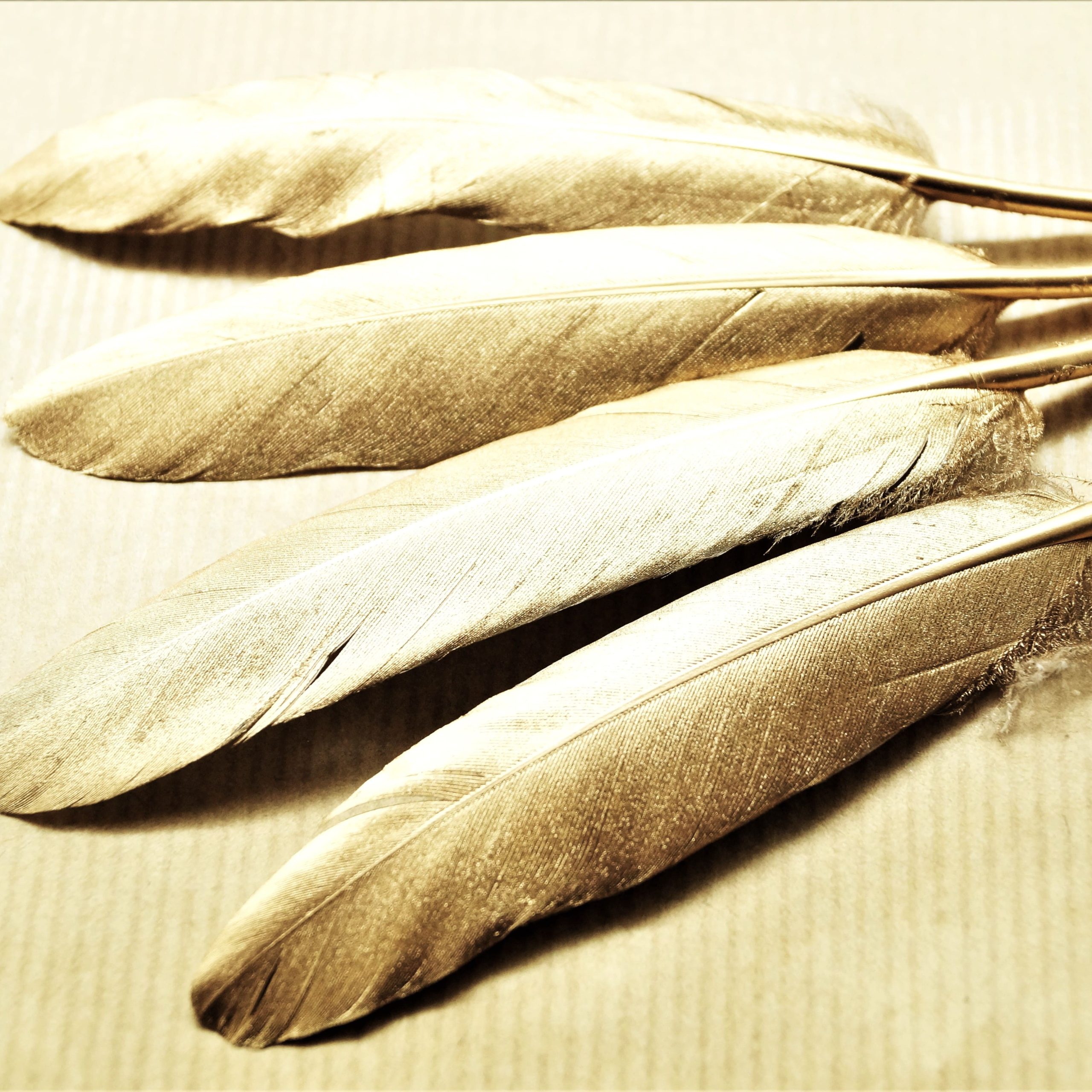 Plumes naturelles de canard argentées ou dorées 10 à 15 cm par lot de 10 – Image 7